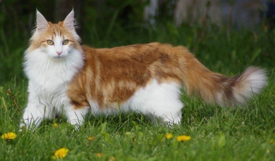 Mèo Rừng Na Uy với bộ lông vằn tabby và trắng