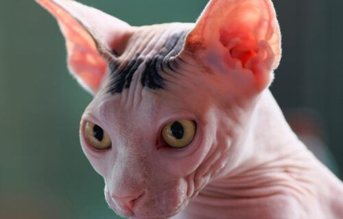 Mèo Sphynx da nhăn không lông với đôi tai to đặc trưng