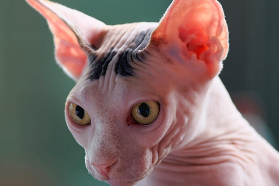 Mèo Sphynx da nhăn không lông với đôi tai to đặc trưng