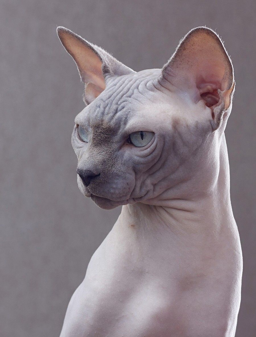 Mèo Sphynx với làn da hồng không có lông che phủ