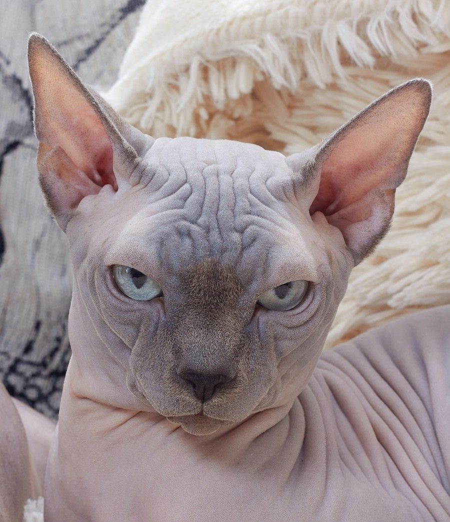 Cận cảnh mèo Sphynx với đôi tai to như tai dơi và da nhăn nheo