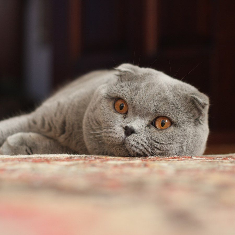 Cận mặt mèo Tai Cụp Scottish Fold với đôi tai gập và mắt tròn