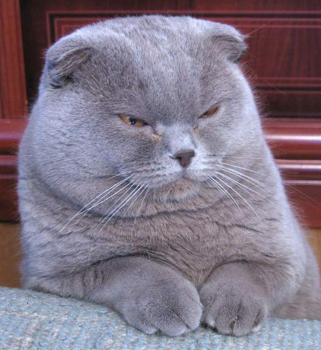 Mèo Tai Cụp Scottish Fold màu lilac ngồi, tai gập xuống rõ nét