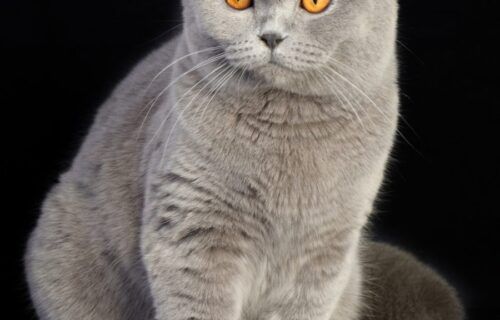 Mèo Tai Cụp Scottish Fold trưởng thành đứng, lộ rõ thân hình tròn trịa