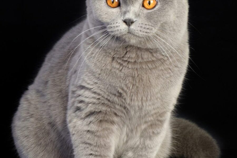 Mèo Tai Cụp Scottish Fold trưởng thành đứng, lộ rõ thân hình tròn trịa