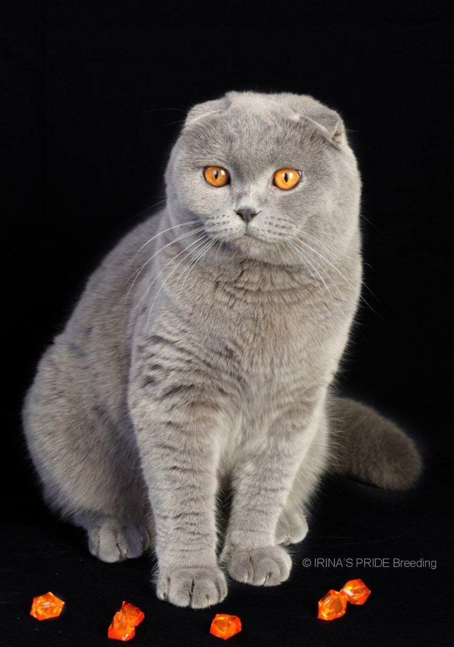 Mèo Tai Cụp Scottish Fold trưởng thành đứng, lộ rõ thân hình tròn trịa