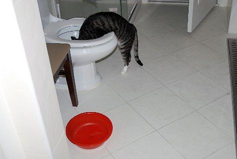 Mèo cần uống đủ nước mỗi ngày để bảo vệ sức khỏe đường tiết niệu