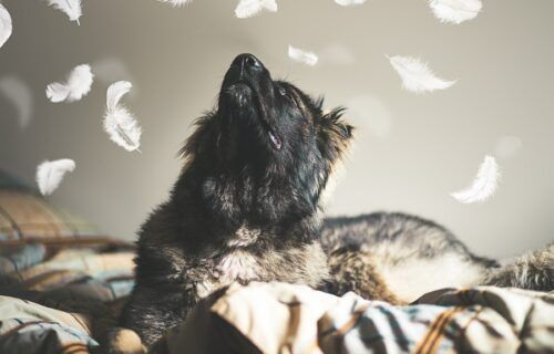 Chó Ngao Kavkaz Caucasian Shepherd với bộ lông dày và thân hình to lớn
