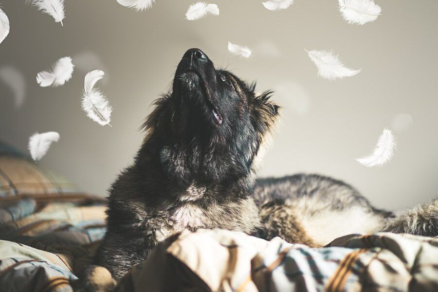 Chó Ngao Kavkaz Caucasian Shepherd với bộ lông dày và thân hình to lớn