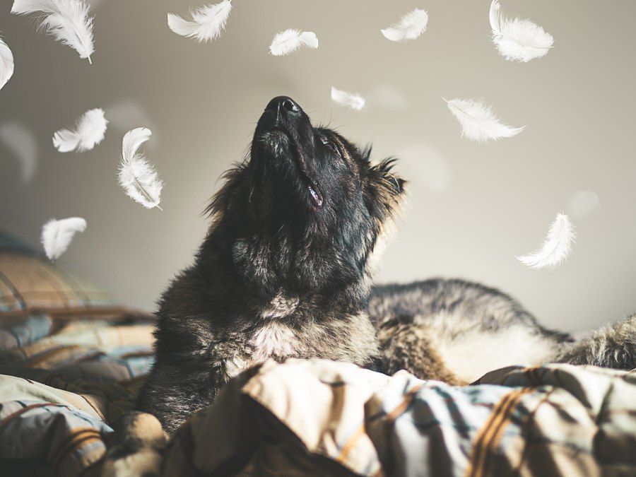 Chó Ngao Kavkaz Caucasian Shepherd với bộ lông dày và thân hình to lớn