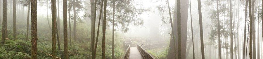 Rừng cây bách thần cổ thụ ngàn năm tuổi tại núi Alishan