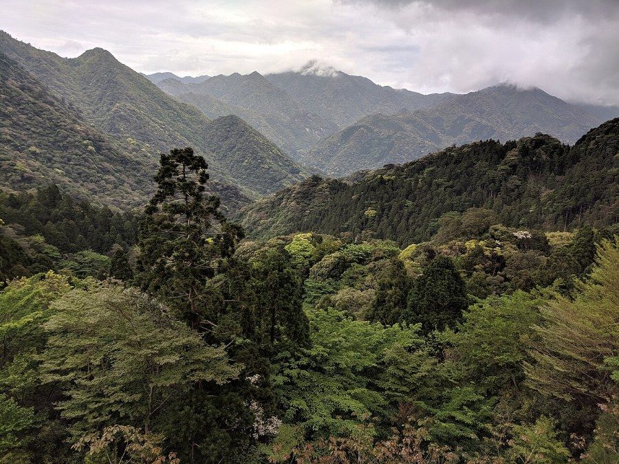 Rừng nguyên sinh trên đảo Yakushima, di sản thiên nhiên UNESCO