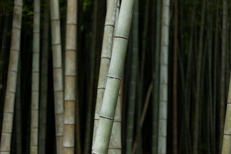 Rừng tre Nhật Bản, nguyên liệu làm máng tre Nagashi Somen