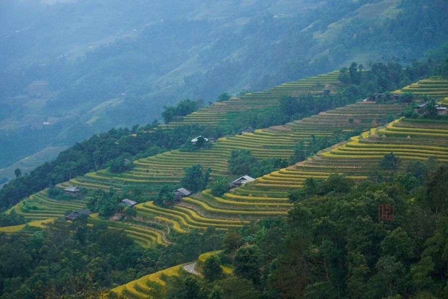 Ruộng bậc thang mùa lúa chín ở Hoàng Su Phì, Hà Giang