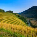 Ruộng bậc thang mùa lúa chín tại Hoàng Su Phì, Hà Giang