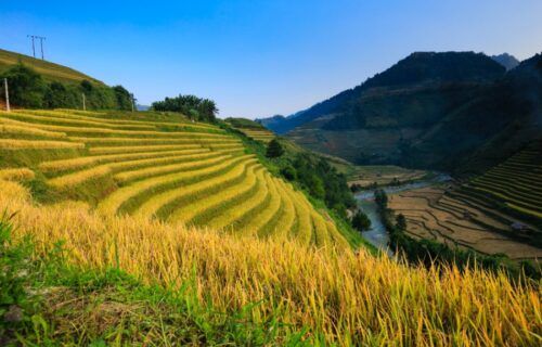 Ruộng bậc thang mùa lúa chín tại Hoàng Su Phì, Hà Giang