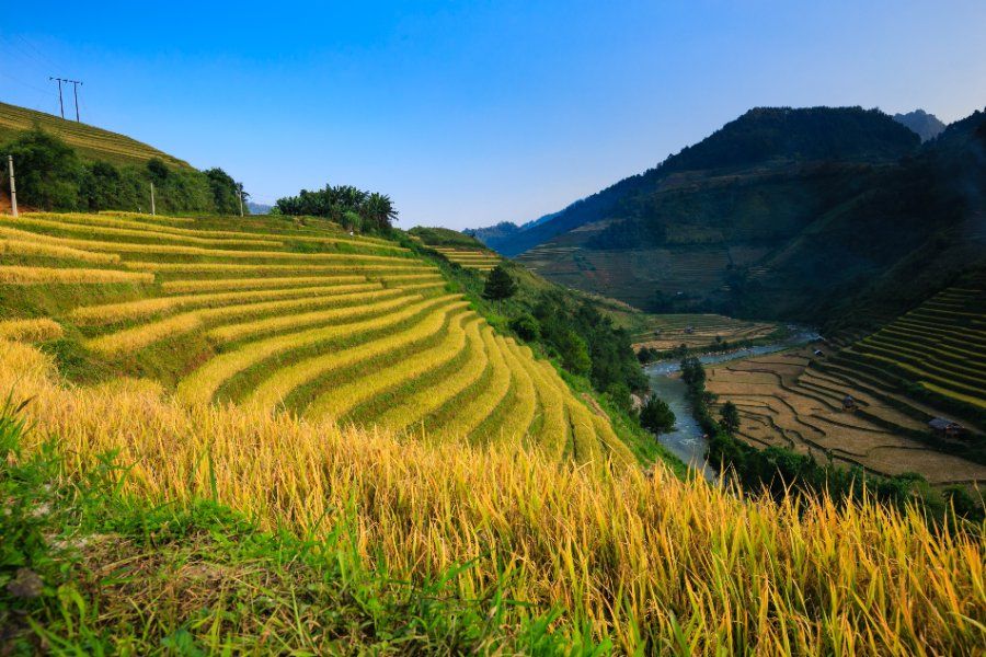 Ruộng bậc thang mùa lúa chín tại Hoàng Su Phì, Hà Giang