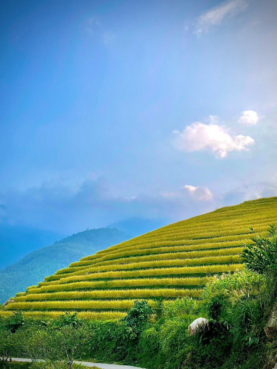 Ruộng lúa bậc thang trên cao nguyên đá Hoàng Su Phì, Hà Giang