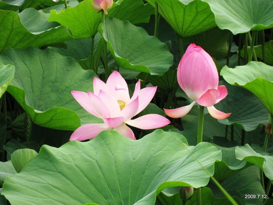 Hoa sen nở tại Viên Minh Viên vào mùa hè, Bắc Kinh