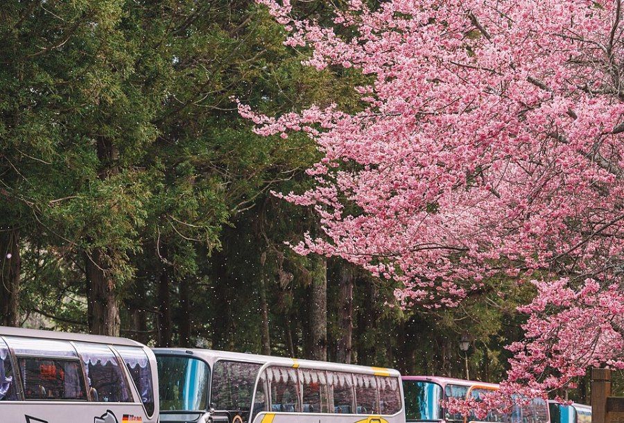 Hoa anh đào nở rộ tại nông trại Vũ Lăng, Đài Trung