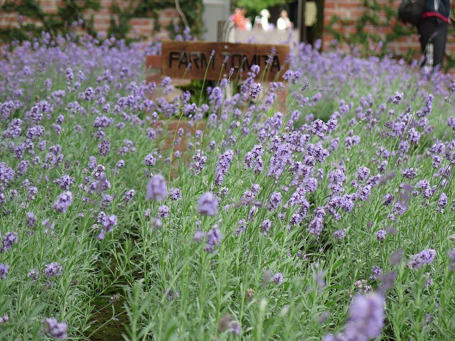 Cánh đồng hoa oải hương tại Furano, Hokkaido mùa hè
