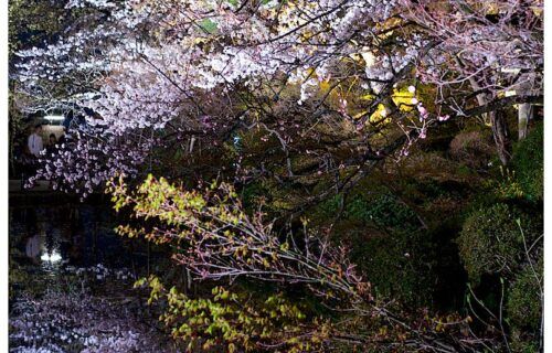 Hoa anh đào nở rộ tại đền Kiyomizu, Kyoto mùa xuân