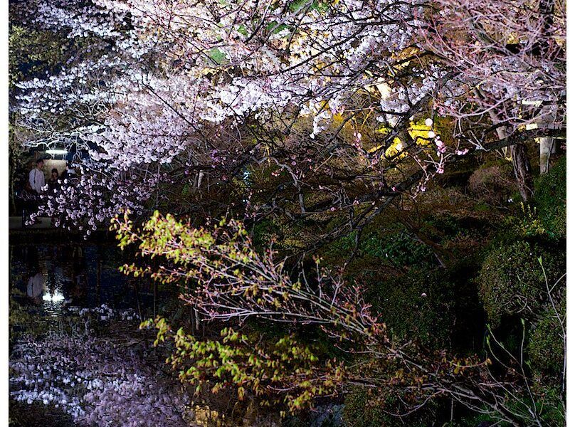 Hoa anh đào nở rộ tại đền Kiyomizu, Kyoto mùa xuân