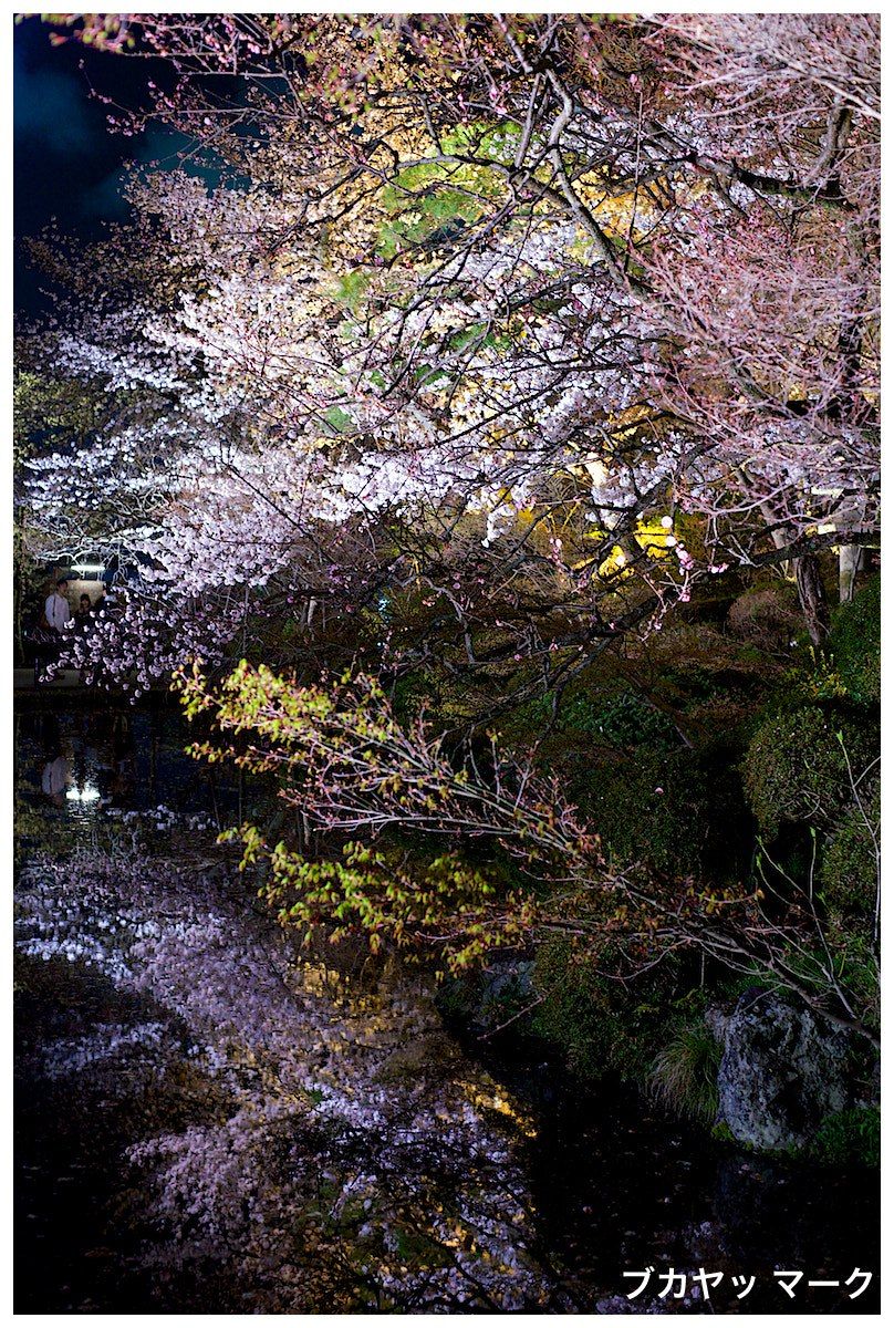 Hoa anh đào nở rộ tại đền Kiyomizu, Kyoto mùa xuân