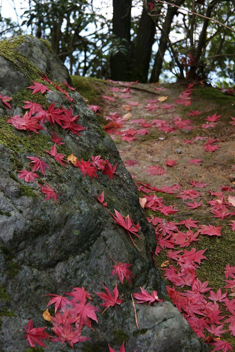 Lá phong momiji đỏ rực mùa thu tại Kyoto