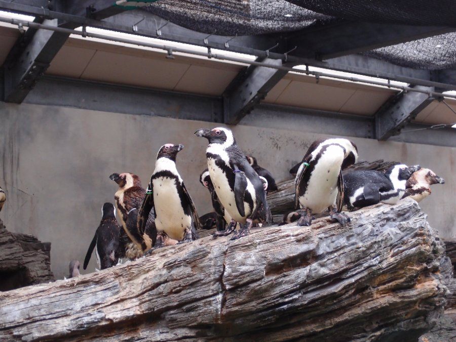 Bể Sky Penguin tại Sunshine Aquarium cho cảm giác chim cánh cụt bay giữa trời
