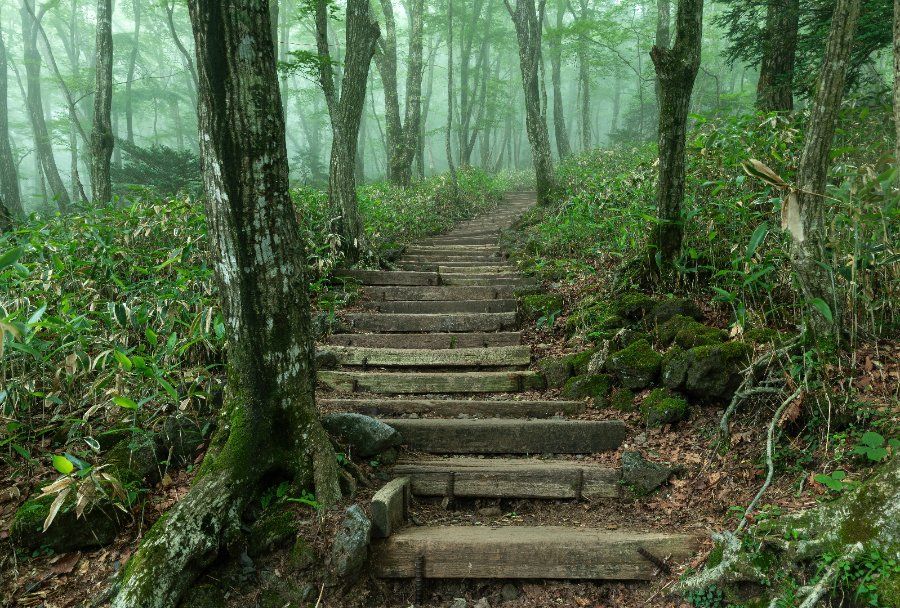 Cầu thang gỗ giữa rừng thông trên cung đường Eorimok Trail, Hallasan