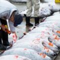 Phiên đấu giá cá ngừ nổi tiếng tại chợ cá Tsukiji trước khi di dời