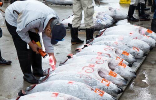 Phiên đấu giá cá ngừ nổi tiếng tại chợ cá Tsukiji trước khi di dời