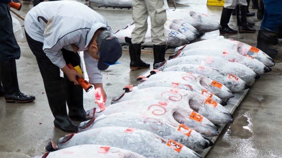 Phiên đấu giá cá ngừ nổi tiếng tại chợ cá Tsukiji trước khi di dời