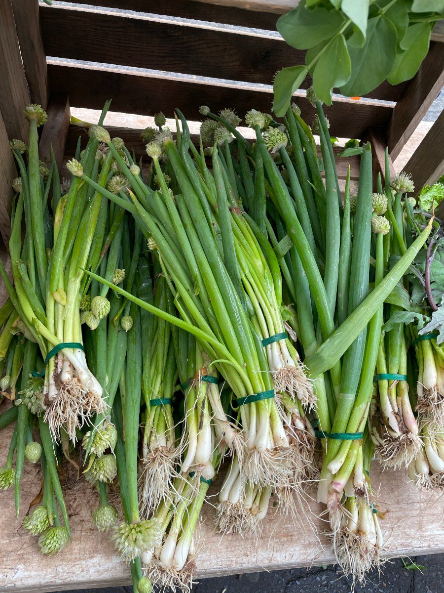 Bó hành lá tươi buộc gọn dùng luộc cùng thịt ba chỉ