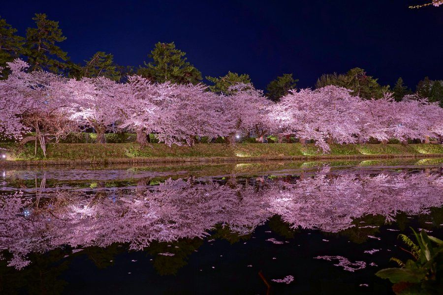 Hoa anh đào nở rộ ven hào nước lâu đài Hirosaki vào ban đêm
