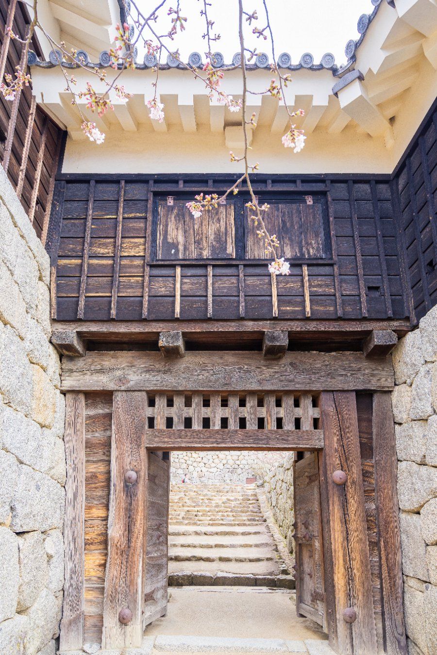 Hoa anh đào nở rộ quanh lâu đài Matsuyama vào mùa xuân tháng 4