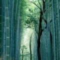 Con đường xuyên qua rừng tre Sagano Arashiyama, một trong những cảnh quan nổi tiếng nhất Kyoto