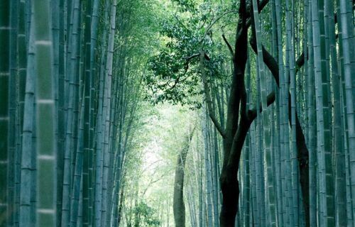 Con đường xuyên qua rừng tre Sagano Arashiyama, một trong những cảnh quan nổi tiếng nhất Kyoto