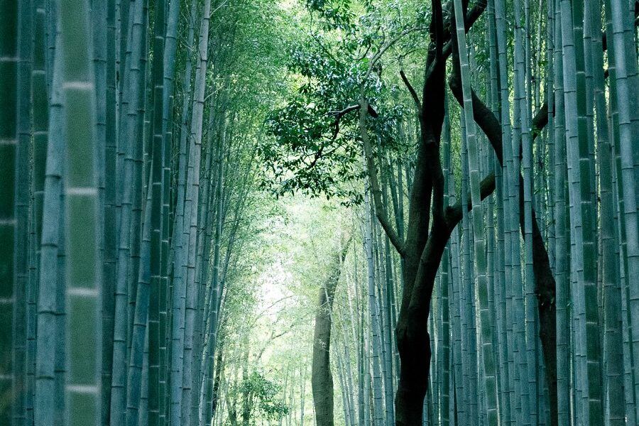 Con đường xuyên qua rừng tre Sagano Arashiyama, một trong những cảnh quan nổi tiếng nhất Kyoto