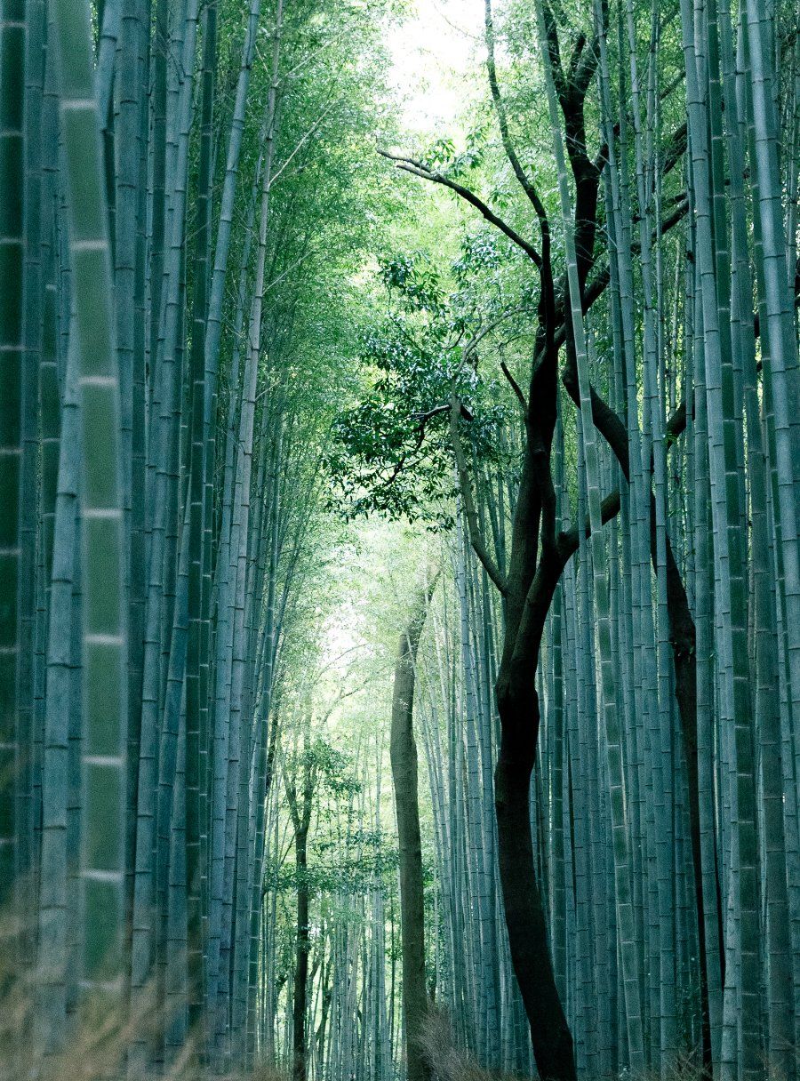 Con đường xuyên qua rừng tre Sagano Arashiyama, một trong những cảnh quan nổi tiếng nhất Kyoto
