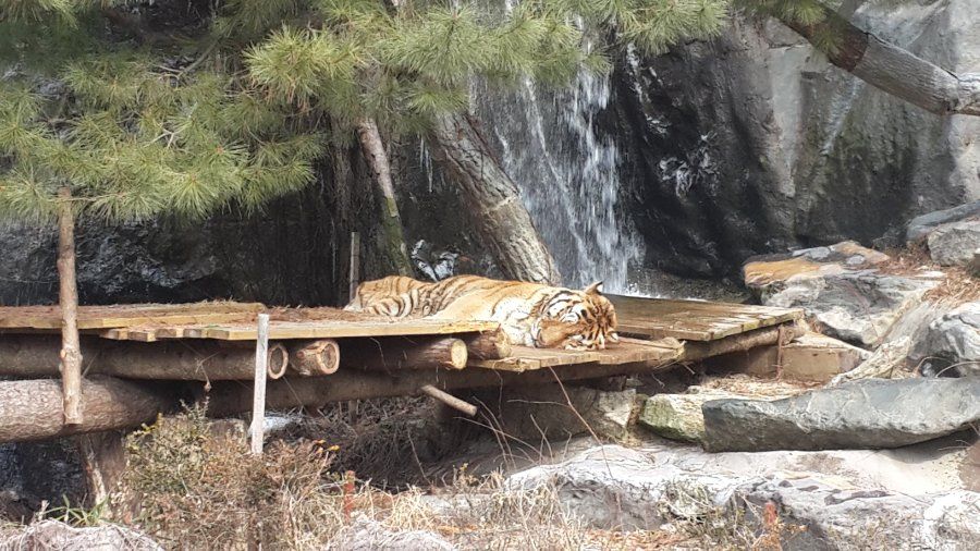Safari World Everland Yongin