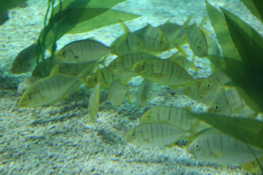Bên trong thủy cung Busan SEA LIFE Aquarium gần bãi biển Haeundae