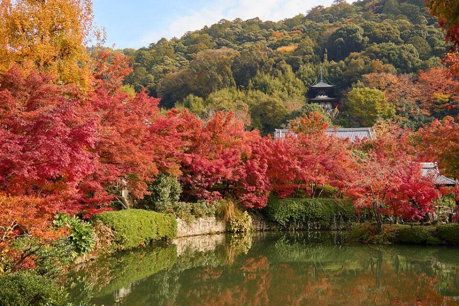 Chùa Eikando ở Kyoto rực rỡ lá phong đỏ mùa thu