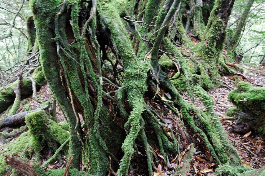 Rừng rêu Shiratani Unsuikyo trên đảo Yakushima